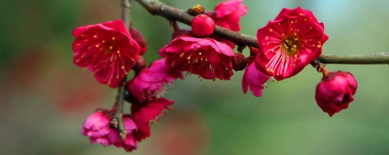 红梅怎么养（澳洲松红梅怎么养）