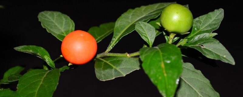 金枣盆裁什么时候换盆 金枣换盆最佳时间