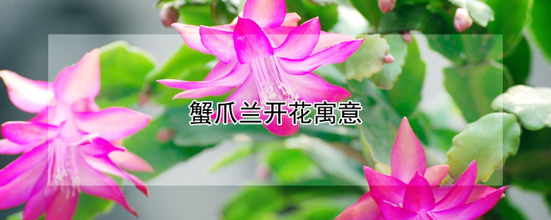 蟹爪兰开花寓意（蟹爪兰开花象征什么）
