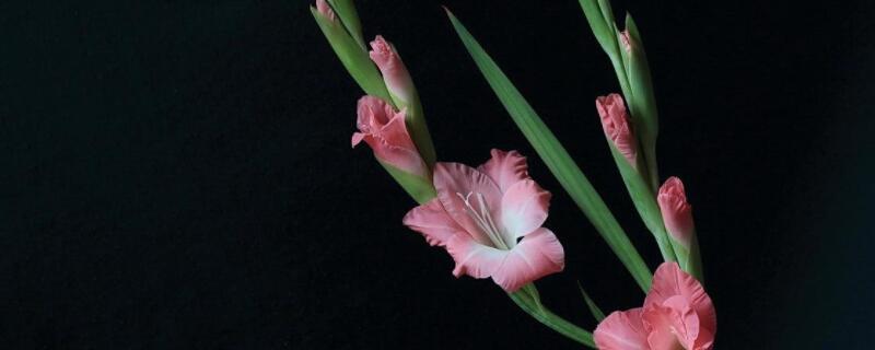 剑兰怎么修剪 剑兰怎么修剪图片