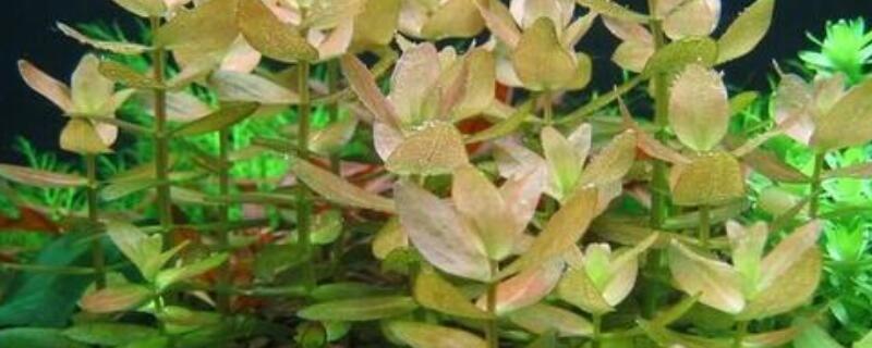 虎耳水草怎么养（虎耳草如何养）