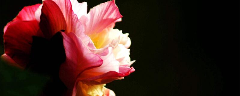 三醉芙蓉花养殖方法 三醉芙蓉的繁殖方法