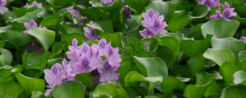 水葫芦怎么过冬 水葫芦怎样过冬