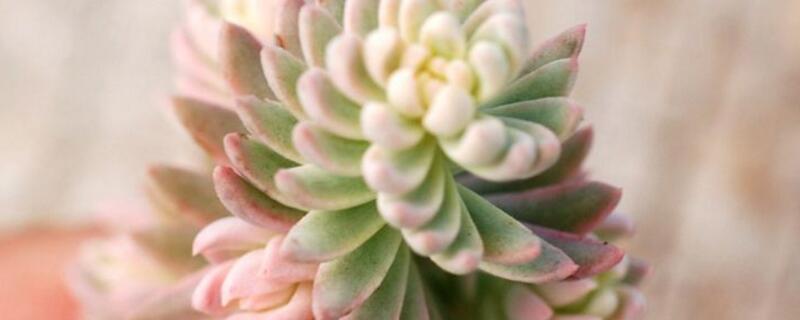 多肉怎么样才能出锦 多肉怎样才能出锦?