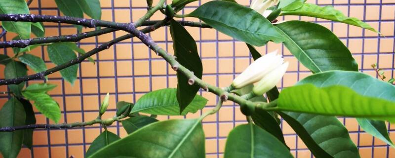 黄桷兰盆栽注意（黄桷兰盆栽注意事项）