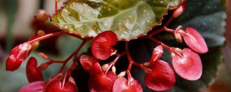 竹节海棠的繁殖方法（竹节海棠叶插繁殖方法）