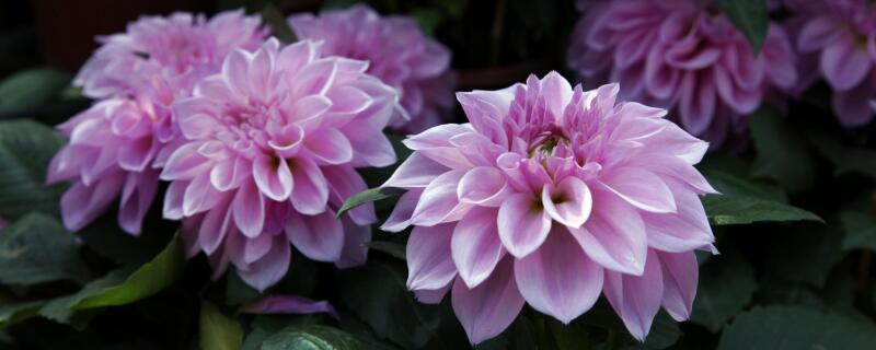 大丽花几月份发芽（大丽花几月开始开花）