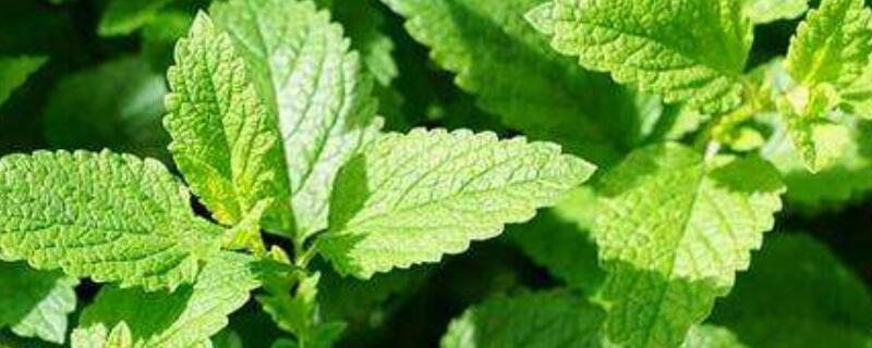 薄荷有驱蚊的功效吗（驱蚊薄荷真的能驱蚊吗）
