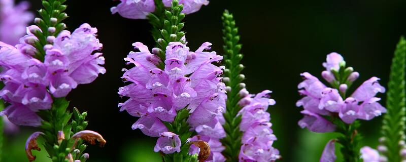 假龙头花繁殖方法 假龙头怎么繁殖