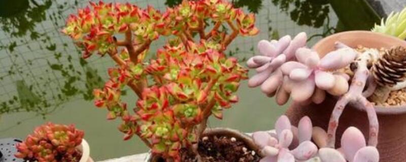 酥皮鸭养殖方法 酥皮鸭怎么做