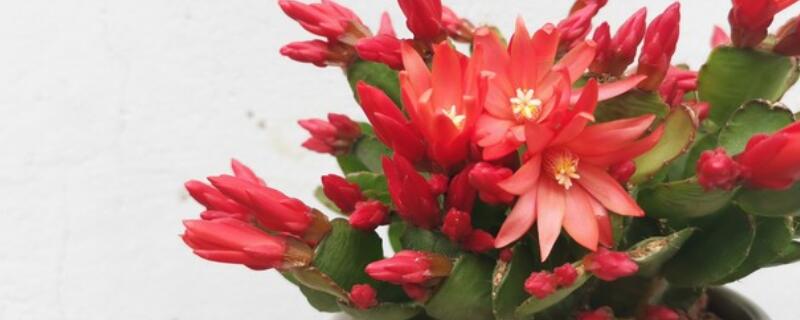 仙指兰怎么浇水(仙指兰几天浇一次水)