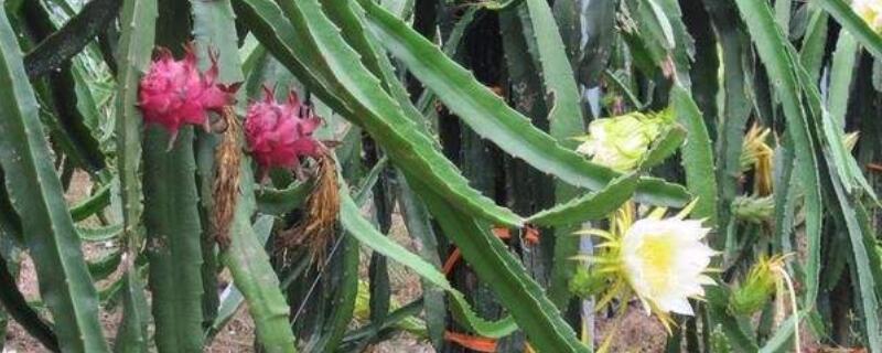 火龙果枝条发黄原因 火龙果枝干发黄