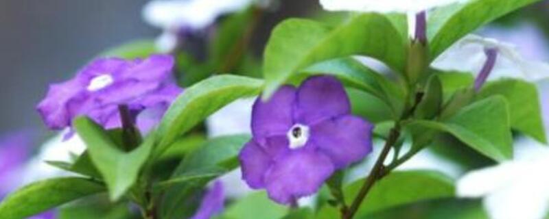 鸳鸯茉莉怎么修剪（鸳鸯茉莉怎么修剪视频）