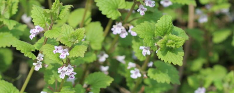金钱薄荷怎么繁殖（金钱薄荷养殖方法）