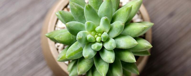 千佛手怎样修剪(千佛手徒长了怎么修剪)