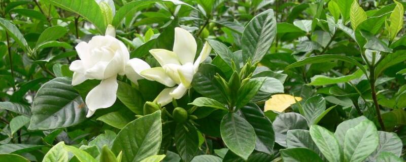 怎样养好小叶栀子 栀子花怎么养