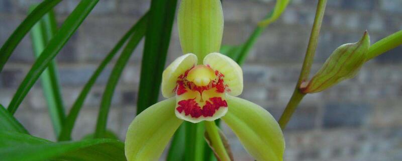 建兰的养殖方法 春兰和建兰的养殖方法