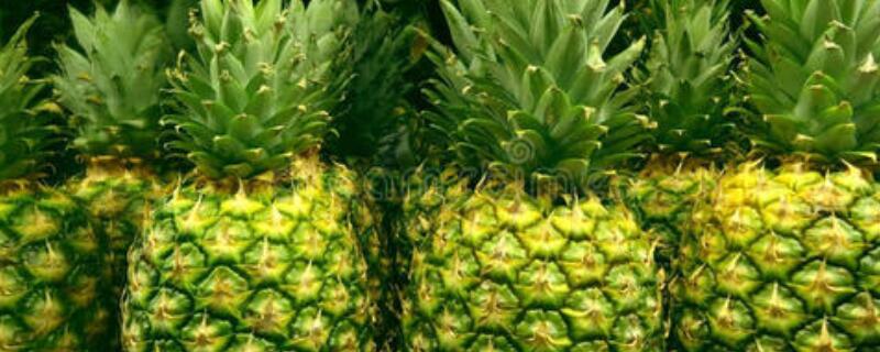 菠萝里有虫子吗 菠萝里面有虫