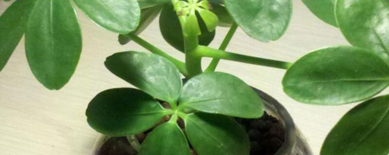 鸭掌木叶子变黑脱落（鸭掌木叶子发黑脱落）