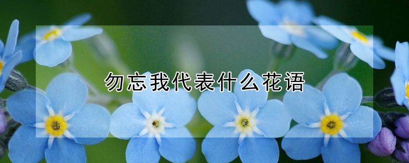 勿忘我代表什么花语（勿忘我的花语是啥）