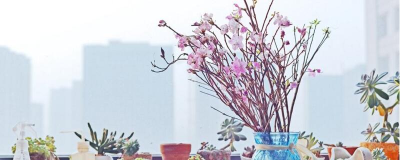 干枝杜鹃能生根吗 杜鹃花插枝能生根吗