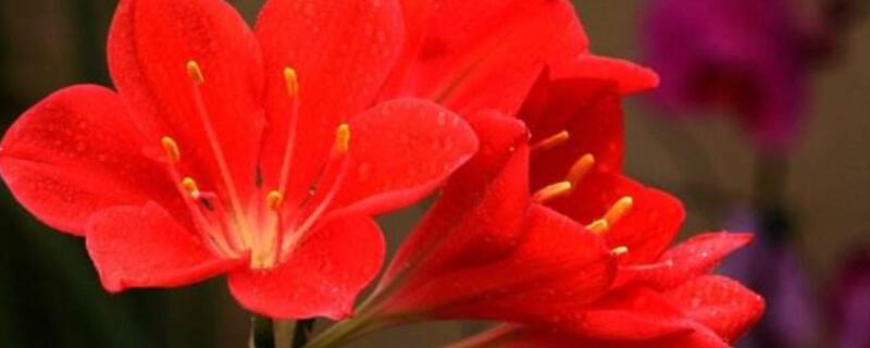 紫根兰的养殖方法(紫根兰的养殖方法和注意事项怎么繁殖)