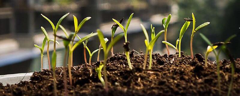 波斯菊发芽后如何管理 波斯菊发芽了要不要浇水