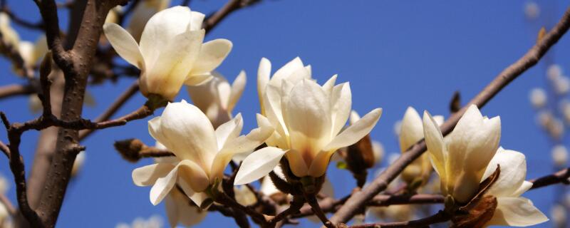 玉兰扦插时间和方法（玉兰花能不能扦插几月份扦插）