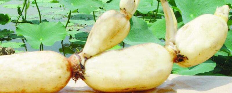 大缸养藕怎么养（怎样在大缸里种藕）