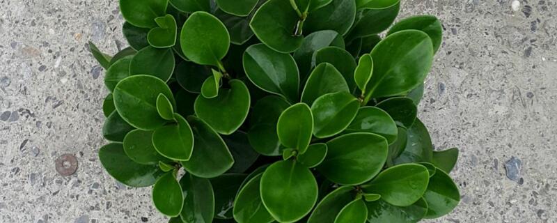 椒草用什么繁殖（椒草用什么生殖）