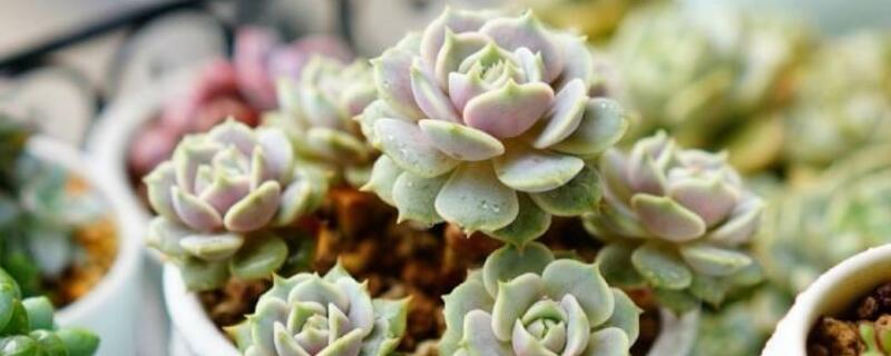 多肉能喷水在叶子上吗（多肉能给叶子喷水吗?）