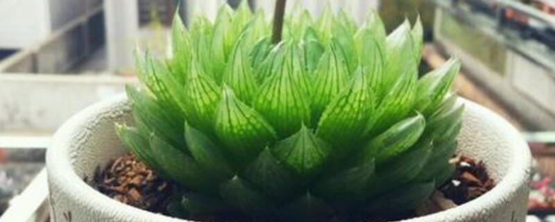 樱水晶长侧芽怎么办（樱水晶徒长怎么办）