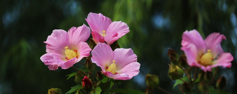 小木槿移盆方法（木槿花怎样移盆）