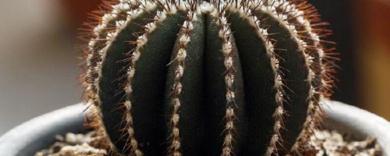 尤伯球养护要领 栉刺尤伯球养护