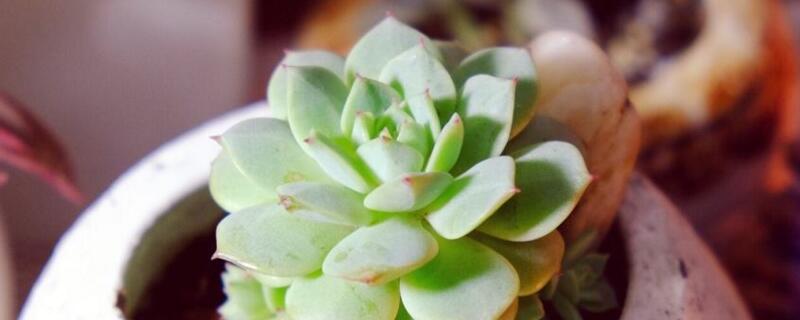静夜多肉发黄怎么办 多肉静夜怎么养出状态