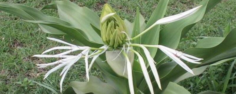 文殊兰叶子下垂 文殊兰叶子下垂不光滑