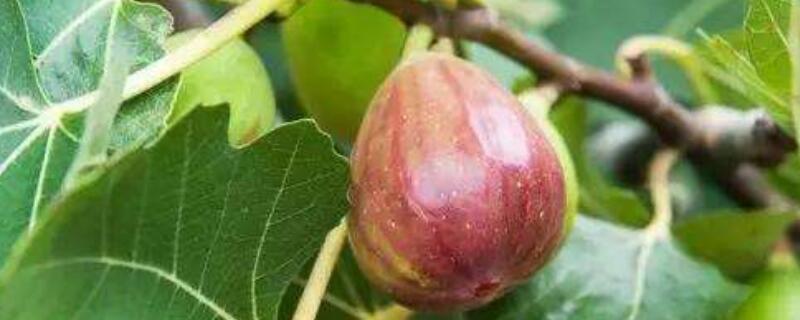 无花果种植技术与管理（无花果种植技术与管理如何剪枝什么时间剪）