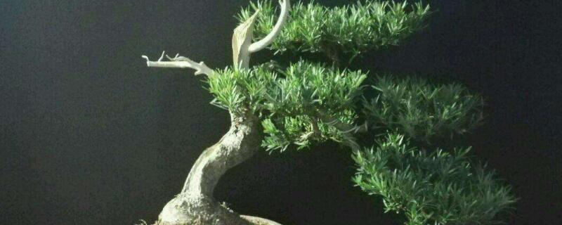 澳洲杉换盆注意事项（澳洲杉什么时候修剪和换盆）