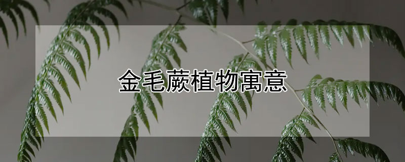 金毛蕨植物寓意 金毛蕨植物风水寓意
