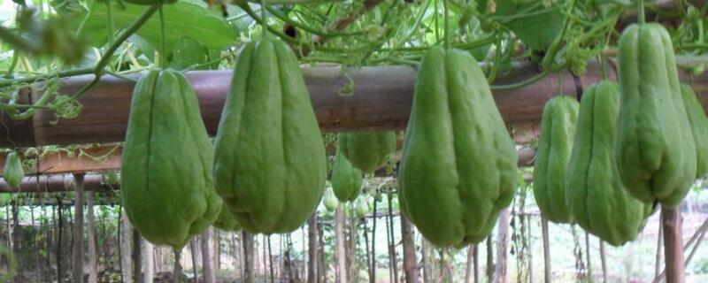 佛手瓜繁殖方法 佛手瓜怎么移栽