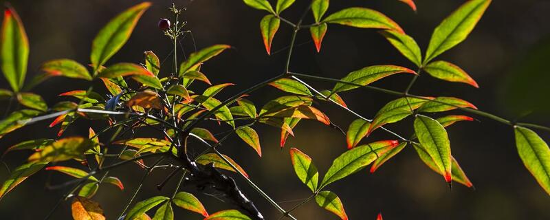 盆栽天竺如何修剪（天竺葵咋修剪）