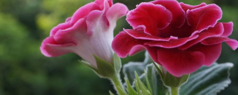 大岩桐花期的注意事项 大岩桐花几月份休眠