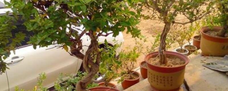 金银花压条繁殖方法（金银花插条繁殖方法）