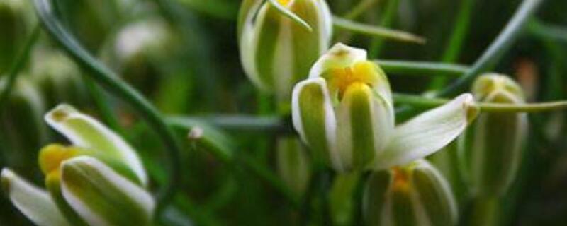 小苍角殿的日常养护(小苍角殿修叶)