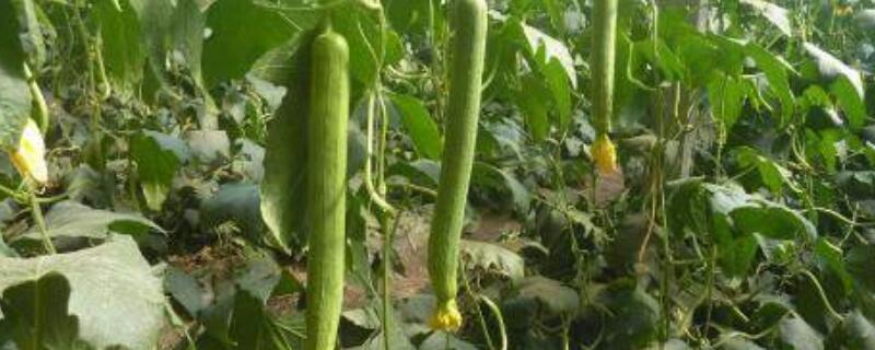 丝瓜要打顶吗（种植丝瓜要打顶吗）