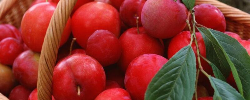 红色像杏的水果 像杏的红色果是什么