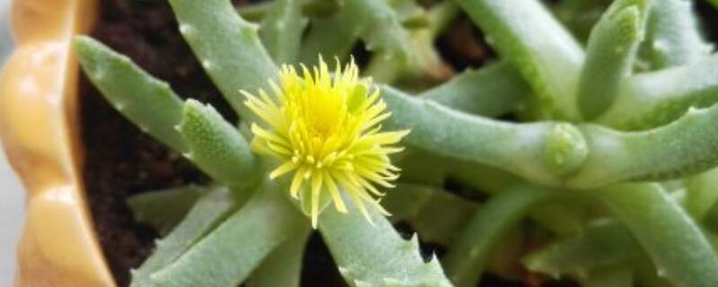 芳香波怎么养护（芳香波怎么吃）