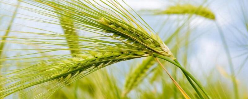 小麦增产打什么药 小麦增产打什么药高产