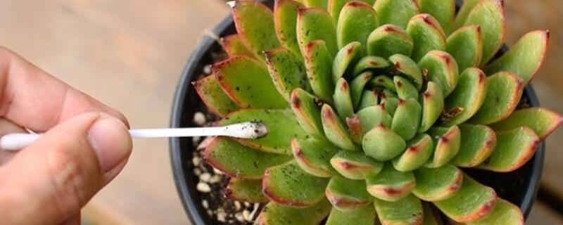 多肉蚧壳虫用什么药水 多肉生蚧壳虫病用什么药防治