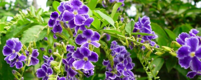 蕾丝金露花怎么养 蕾丝金露用啥土栽培好